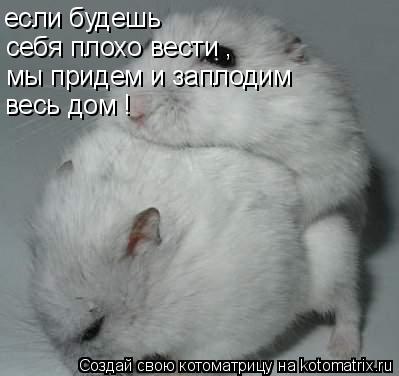 Котоматрица: если будешь себя плохо вести мы придем и заплодим весь дом ! ,
