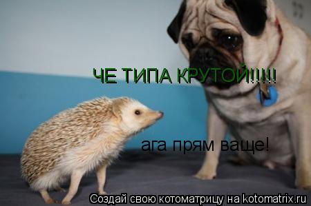 Котоматрица: ЧЕ ТИПА КРУТОЙ!!!!! ага прям ваще!