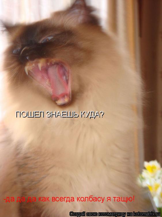 Котоматрица: ПОШЕЛ ЗНАЕШЬ КУДА?  -да да да как всегда колбасу я тащю!