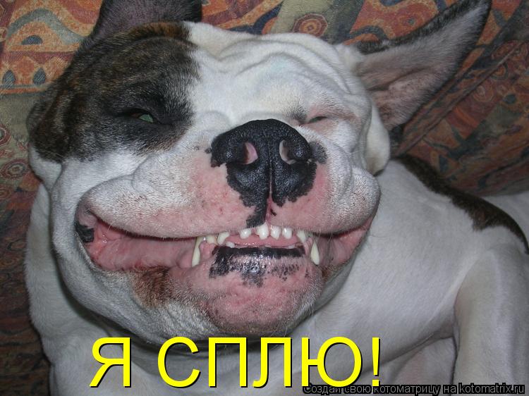 Котоматрица: Я СПЛЮ!