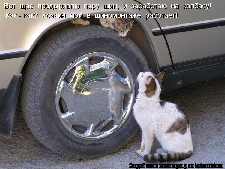 Котоматрица: Вот  щас  продырявлю  пару  шин,  и  заработаю  на  колбасу! Как - как?  Хозяин  мой  в  шиномонтаже  работает!