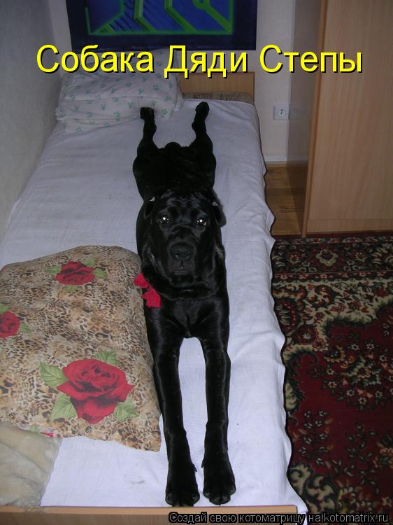Котоматрица: Собака Дяди Степы