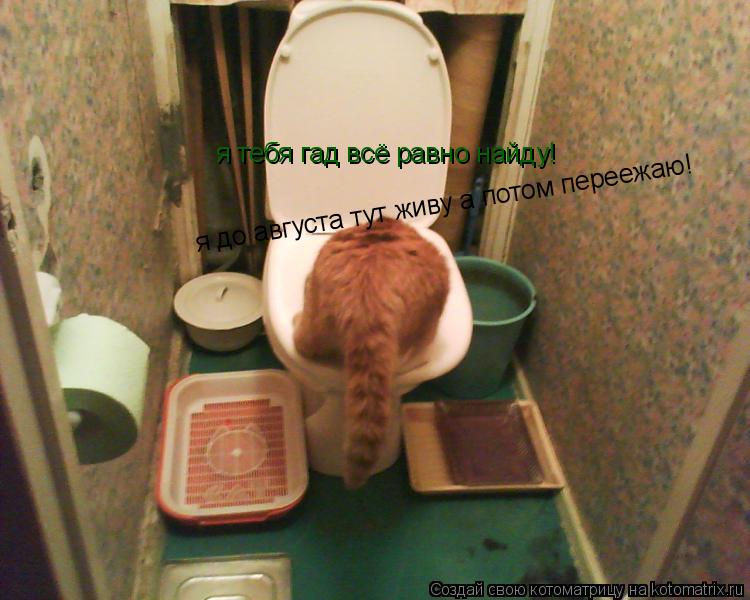 Котоматрица: я тебя гад всё равно найду! я до августа тут живу а потом переежаю!