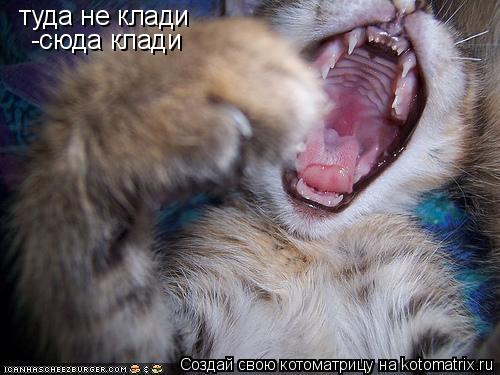 Котоматрица: туда не клади -сюда клади