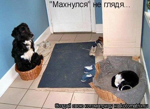 Котоматрица: "Махнулся" не глядя...