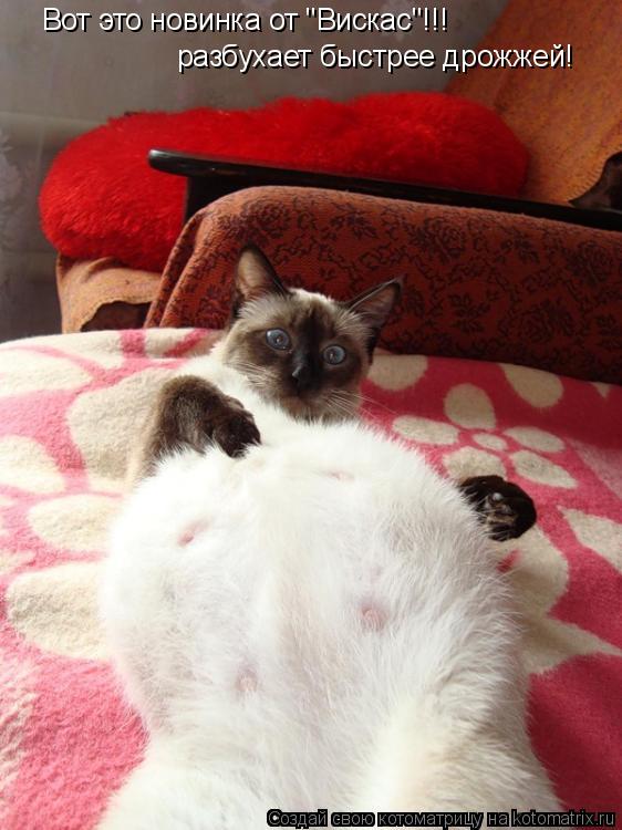 Котоматрица: Вот это новинка от "Вискас"!!! разбухает быстрее дрожжей!