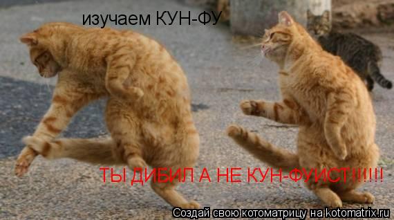 Котоматрица: изучаем КУН-ФУ ТЫ ДИБИЛ А НЕ КУН-ФУИСТ!!!!!!