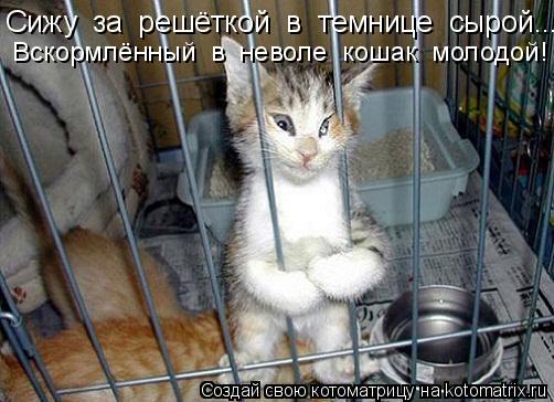 Котоматрица: Сижу  за  решёткой  в  темнице  сырой... Вскормлённый  в  неволе  кошак  молодой!