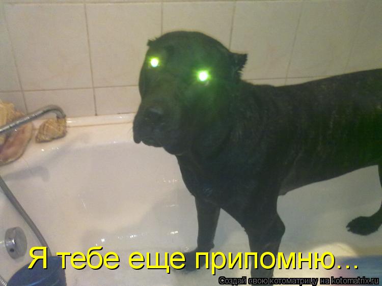 Котоматрица: Я тебе еще припомню...