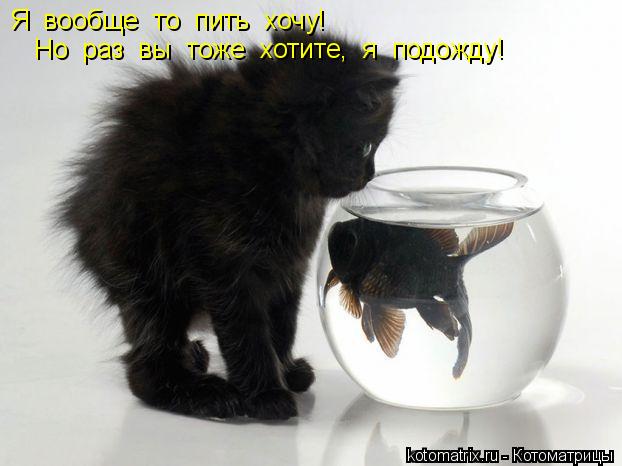 Котоматрица: Я  вообще  то  пить  хочу! Но  раз  вы  тоже  хотите,  я  подожду!