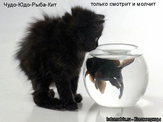 Котоматрица: Чудо-Юдо-Рыба-Кит только смотрит и молчит