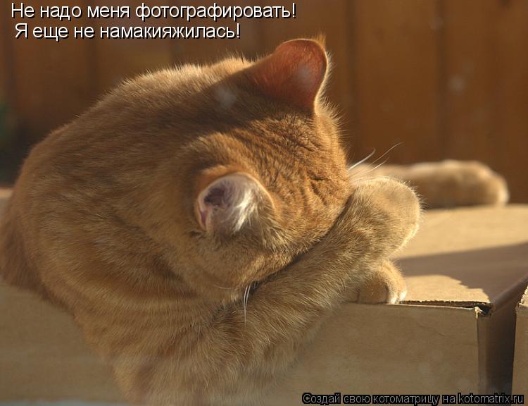 Котоматрица: Не надо меня фотографировать! Я еще не намакияжилась!