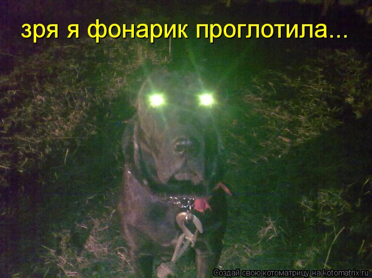Котоматрица: зря я фонарик проглотила...