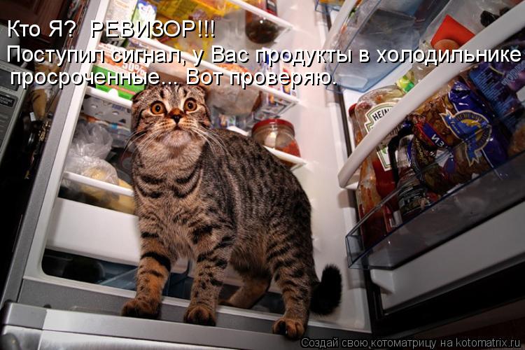Котоматрица: просроченные... Вот проверяю. Поступил сигнал, у Вас продукты в холодильнике  Кто Я?  РЕВИЗОР!!!