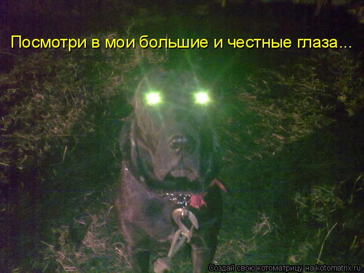 Посмотри в мои большие и честные глаза...... Котоматрица: Посмотри в мои большие и честные глаза...