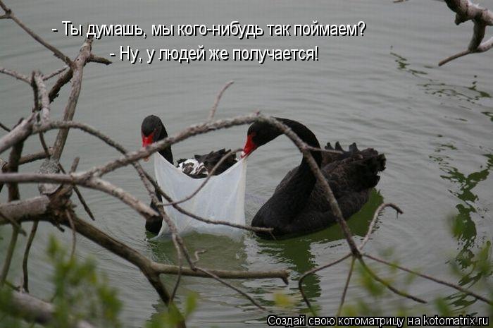 Котоматрица: - Ты думашь, мы кого-нибудь так поймаем? - Ну, у людей же получается!