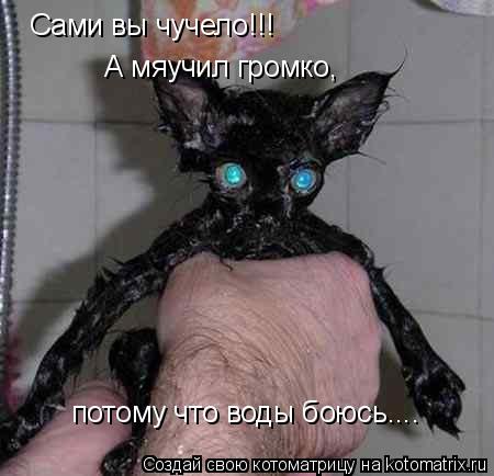 Котоматрица: Сами вы чучело!!! А мяучил громко,  потому что воды боюсь....