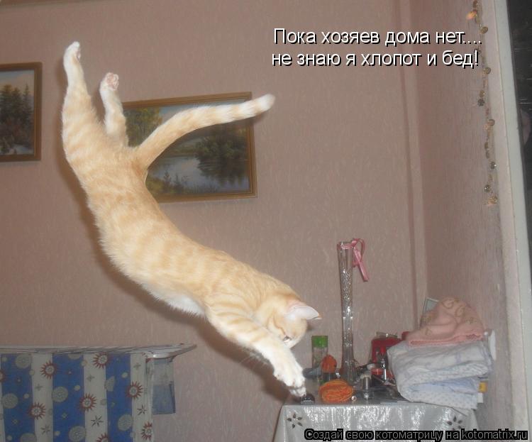 Котоматрица: Пока хозяев дома нет.... не знаю я хлопот и бед!