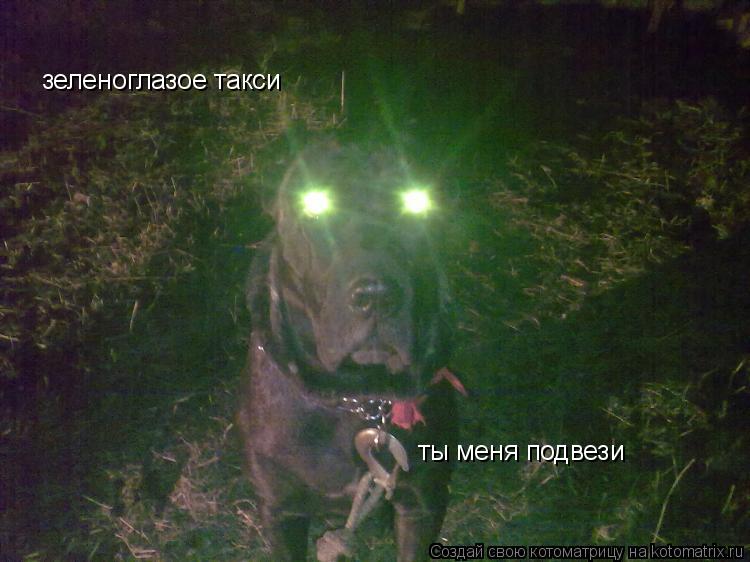 Котоматрица: зеленоглазое такси ты меня подвези