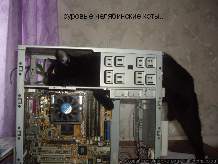 Котоматрица: суровые челябинские коты..
