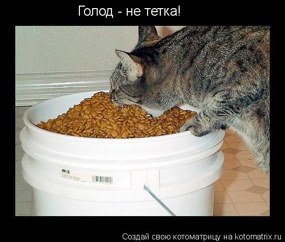 Котоматрица: Голод - не тетка!