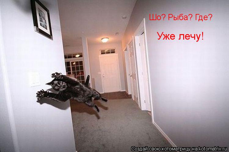 Котоматрица: Шо? Рыба? Где? Уже лечу!