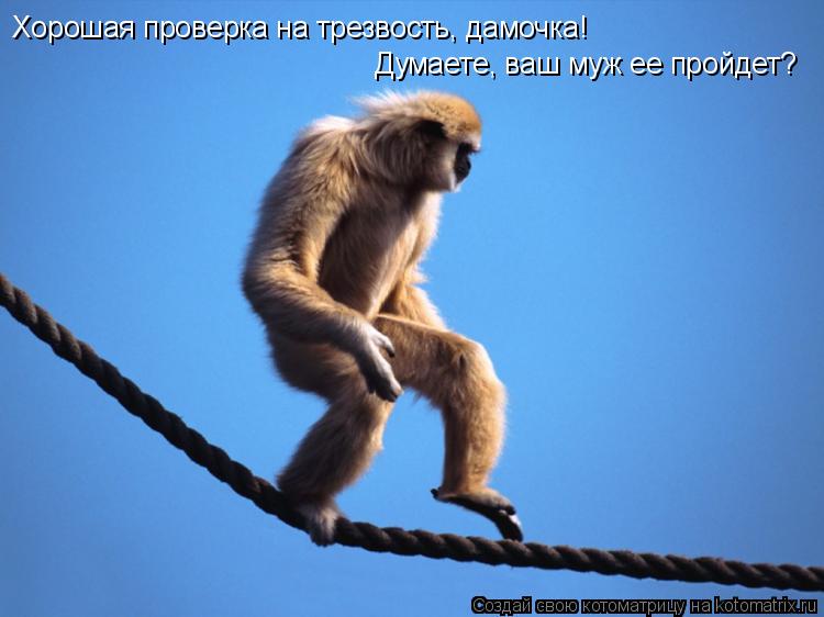 Котоматрица: Хорошая проверка на трезвость, дамочка! Думаете, ваш муж ее пройдет?