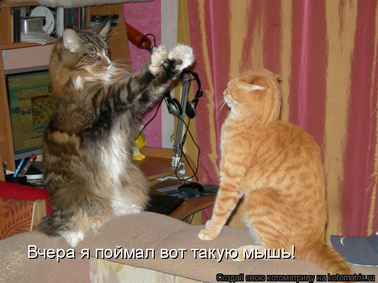 Котоматрица: Вчера я поймал вот такую мышь!