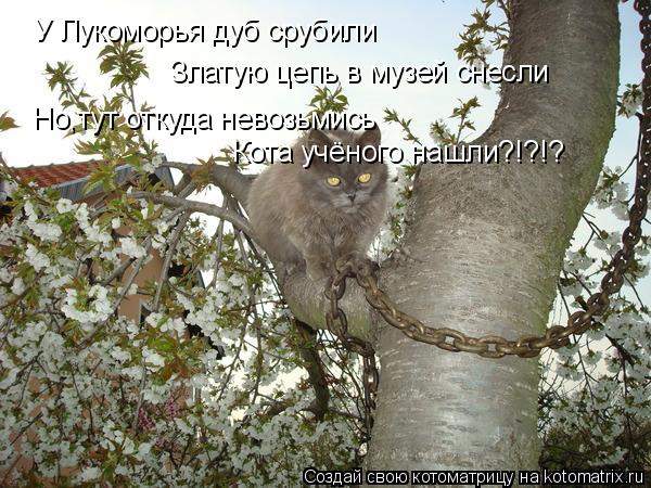 Котоматрица: У Лукоморья дуб срубили Златую цепь в музей снесли Но,тут откуда невозьмись Кота учёного нашли?!?!?