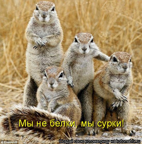 Мы не белки, мы сурки!... Котоматрица: Мы не белки, мы сурки!