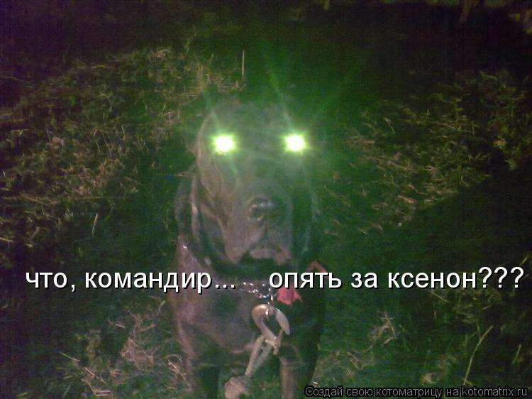 Котоматрица: что, командир...    опять за ксенон???