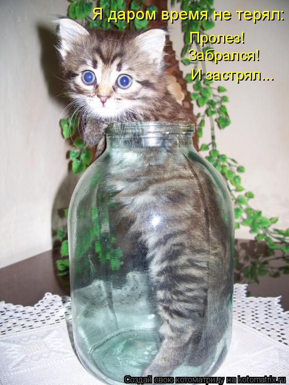Котоматрица: Я даром время не терял: Пролез! Забрался! И застрял...