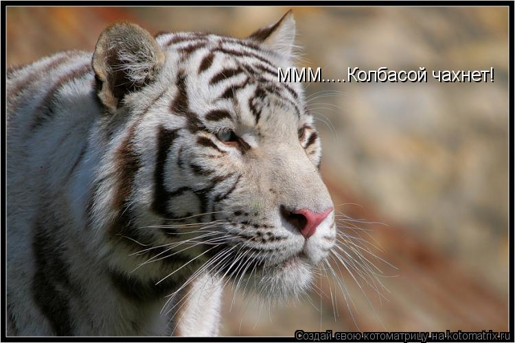 Котоматрица: МММ.....Колбасой чахнет!