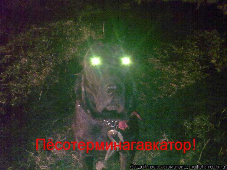 Котоматрица: Пёсотерминагавкатор!