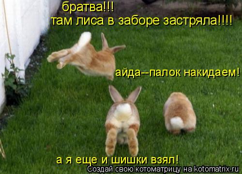 там лиса в заборе застряла!!!! братва!!! айда--палок накидаем! а я еще и шишки взял!... Котоматрица: там лиса в заборе застряла!!!! братва!!! айда--палок накидаем! а я еще и шишки взял!