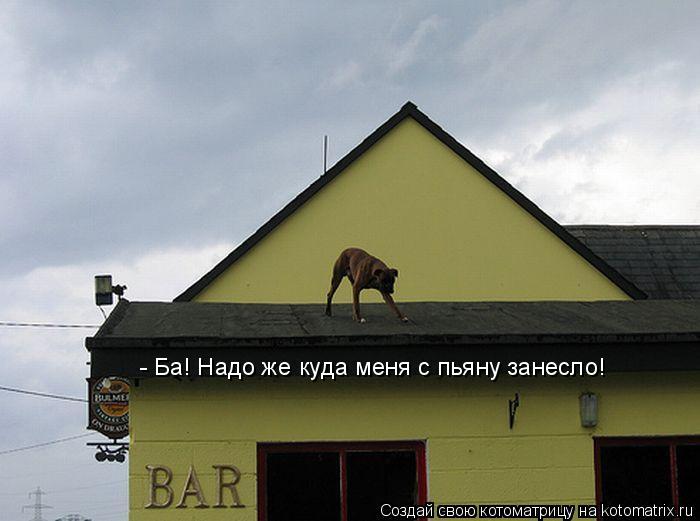 Котоматрица: - Ба! Надо же куда меня с пьяну занесло!
