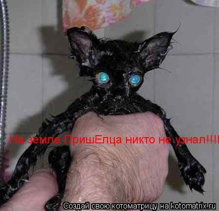 Котоматрица: На земле ПришЕлца никто не узнал!!!!