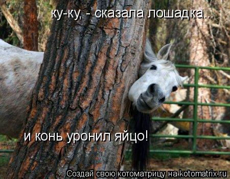 Котоматрица: ку-ку, - сказала лошадка... и конь уронил яйцо!