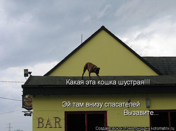 Котоматрица: Какая эта кошка шустрая!!! Эй там внизу спасателей Эй там внизу спасателей Вызавите...