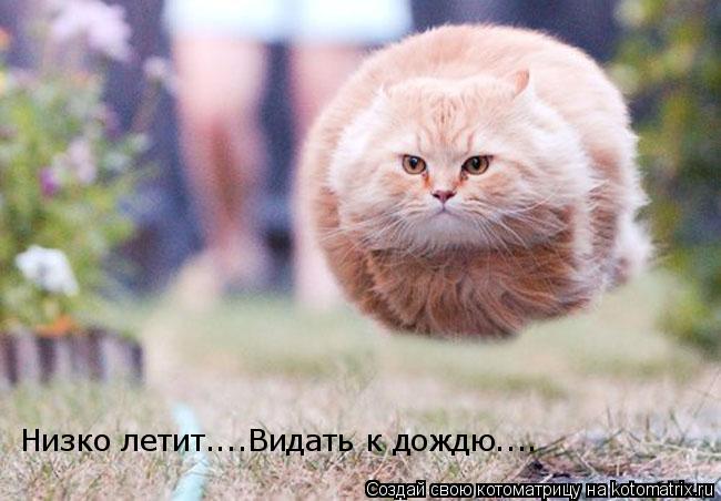 Низко летит....Видать к дождю....... Котоматрица: Низко летит....Видать к дождю....