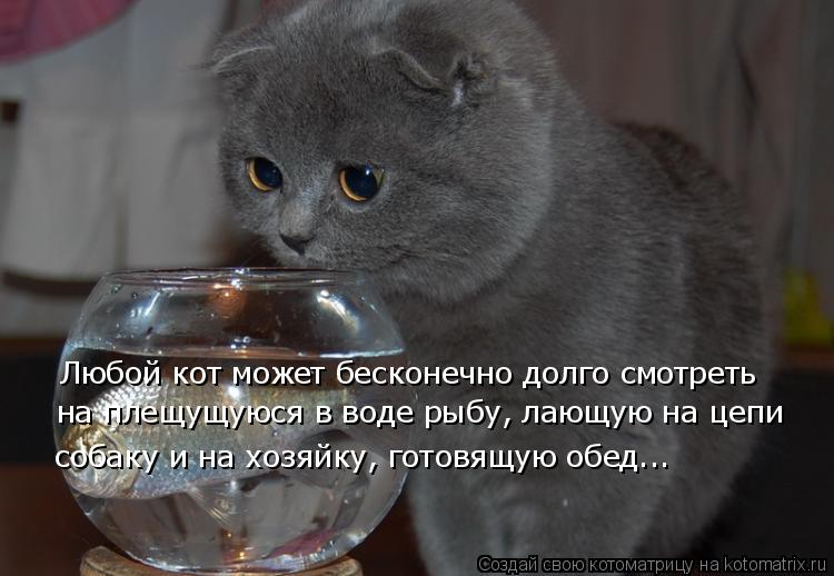 Котоматрица: Любой кот может бесконечно долго смотреть на плещущуюся в воде рыбу, лающую на цепи собаку и на хозяйку, готовящую обед...
