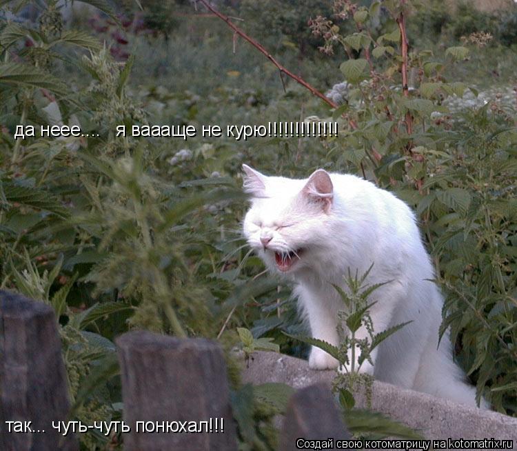 Котоматрица: да неее....   я ваааще не курю!!!!!!!!!!!!! так... чуть-чуть понюхал!!!