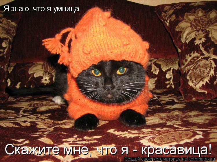 Котоматрица: Я знаю, что я умница. Скажите мне, что я - красавица!