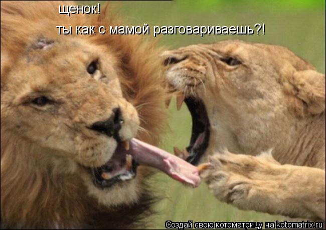 Котоматрица: ты как с мамой разговариваешь?! щенок!