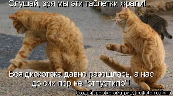 Котоматрица: Слушай, зря мы эти таблетки жрали!  Вся дискотека давно разошлась, а нас  до сих пор не "отпустило"!
