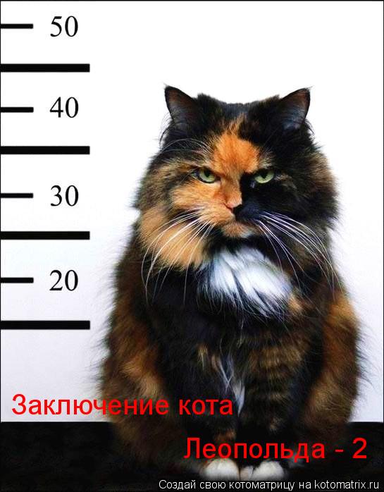 Котоматрица: Леопольда - 2  Заключение кота