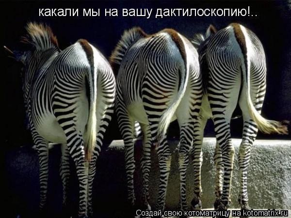 Котоматрица: какали мы на вашу дактилоскопию!..