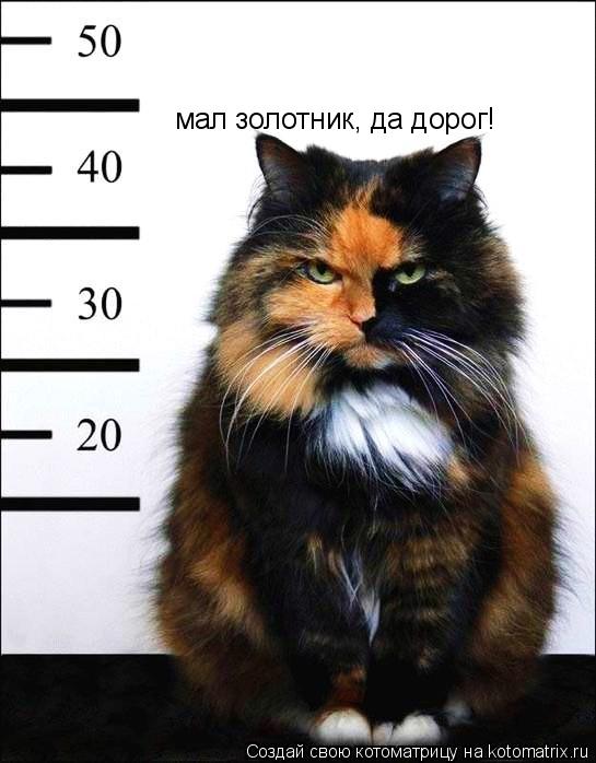 Котоматрица: мал золотник, да дорог!