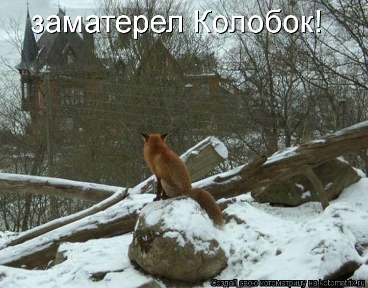 Котоматрица: заматерел Колобок!