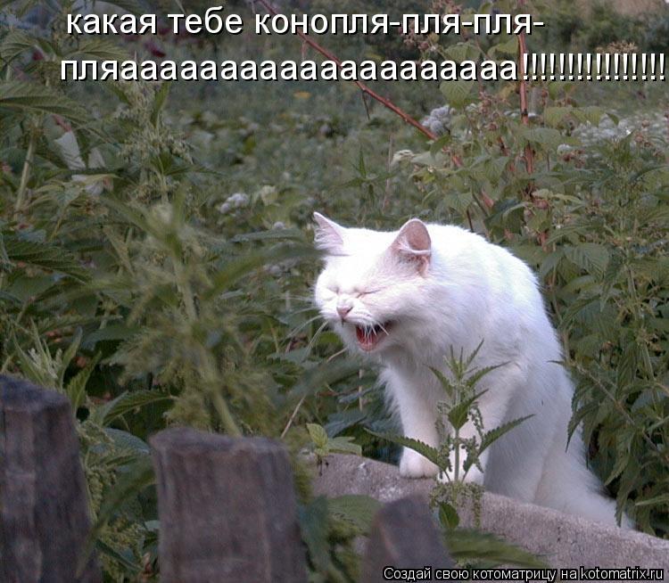 Котоматрица: какая тебе конопля-пля-пля-  пляаааааааааааааааааааа!!!!!!!!!!!!!!!!!
